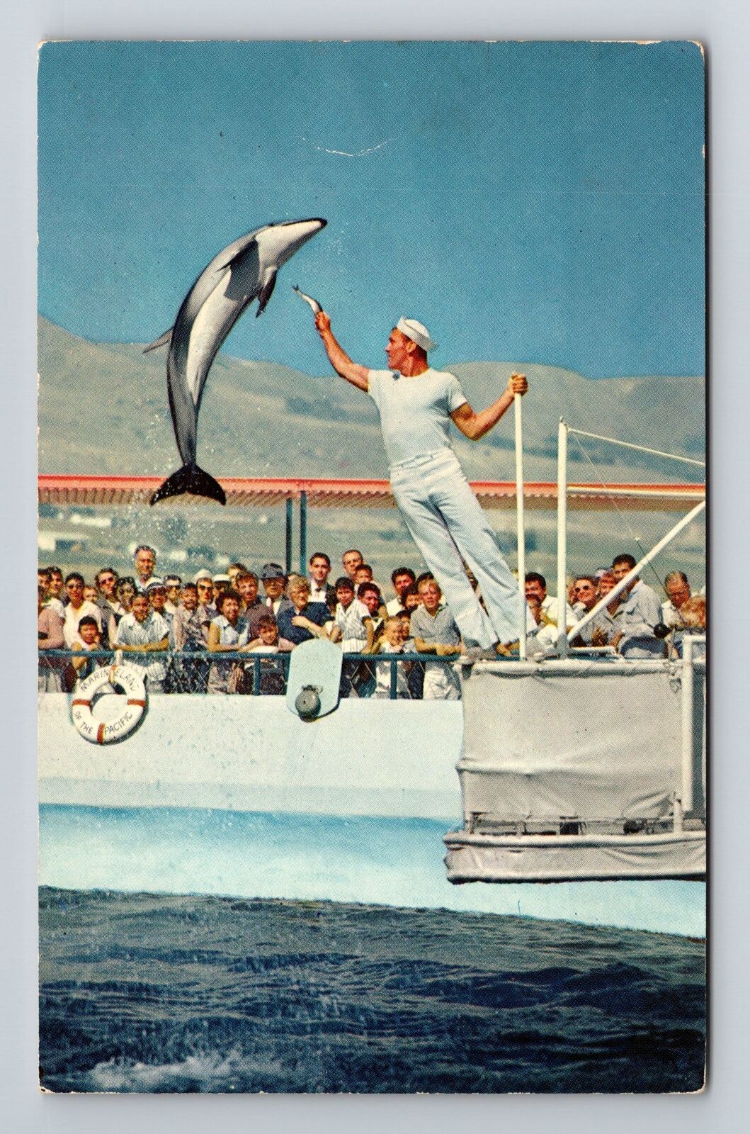 Marineland CA-California High Jumping Porpoise Performing Vintage Postcard