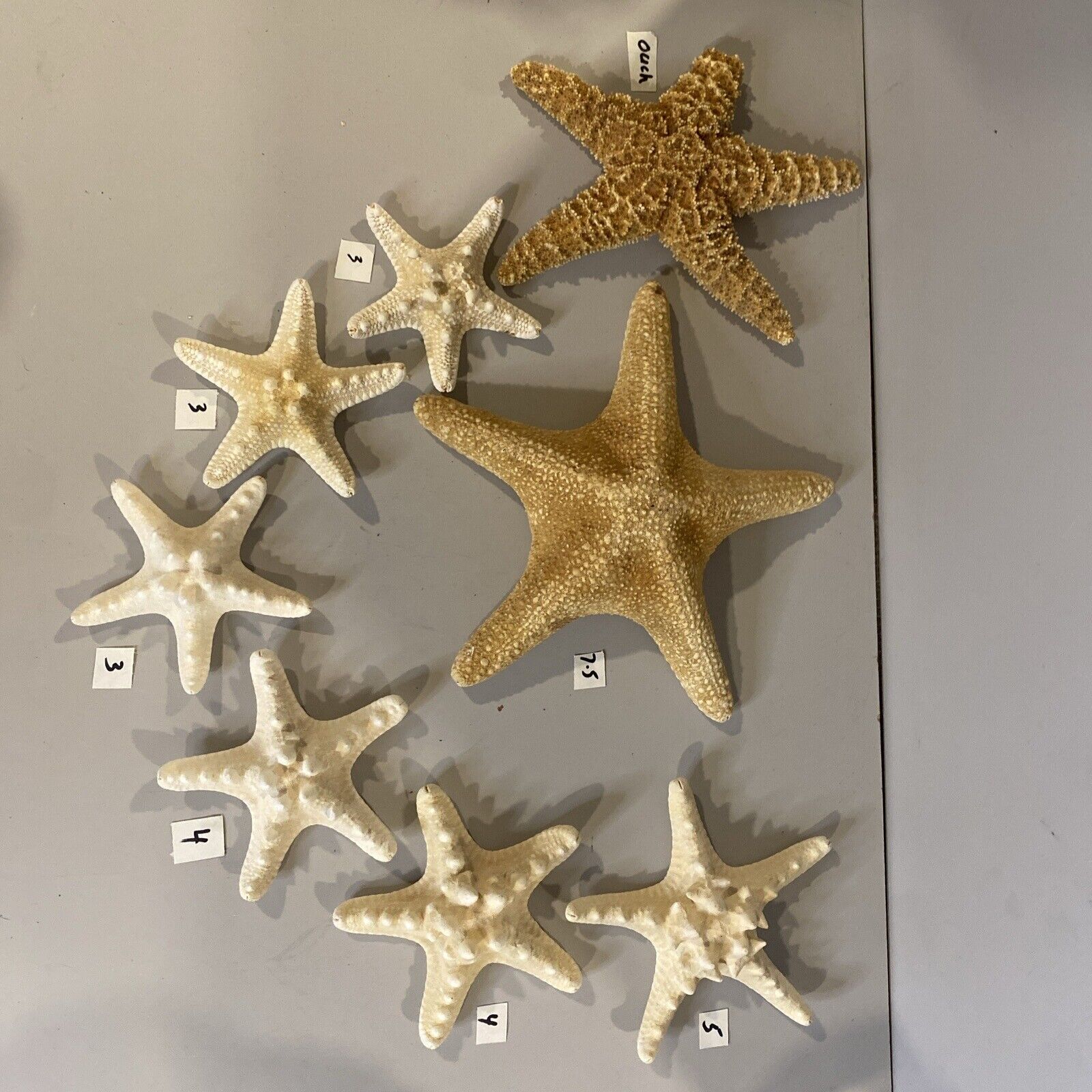 7 Assorted Starfish Home Decor Beach House Ocean Marine Dried 7.5” To 3”+ 1 Hurt
