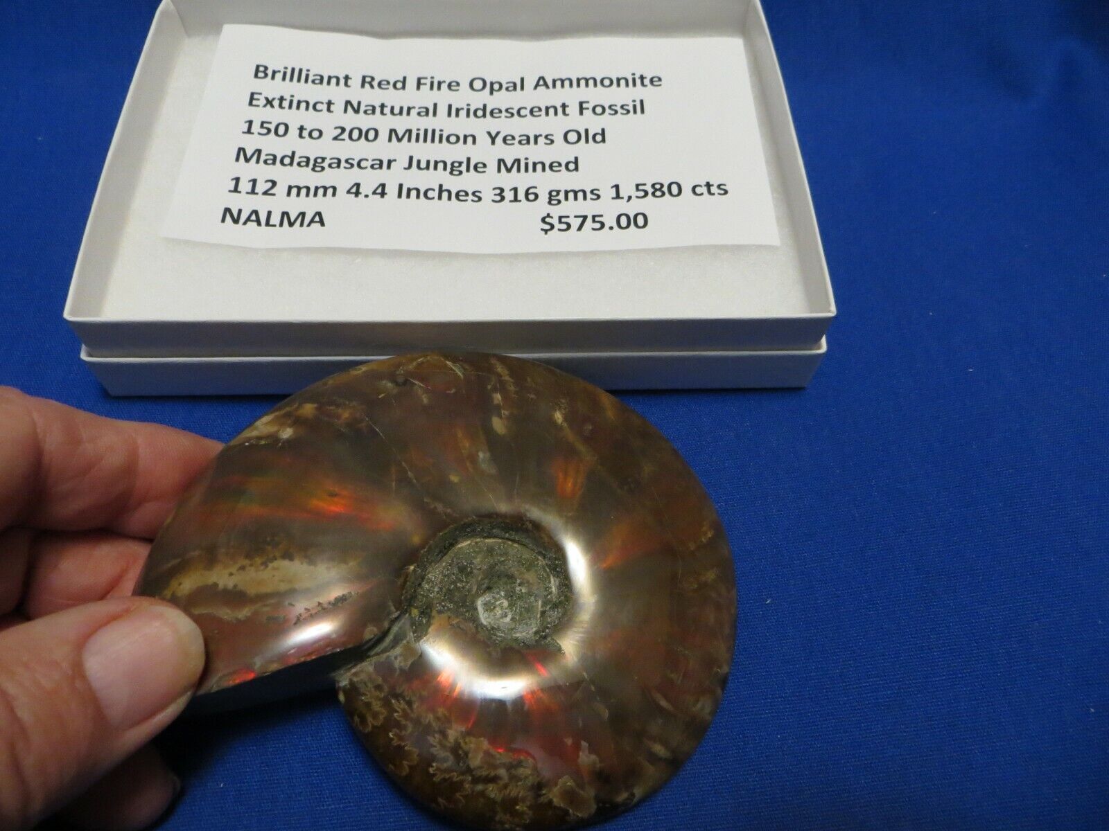 LARGE Brilliant Red Fire Opalized Ammonite Ammonite Gem 1,580 carats 4.4 inch