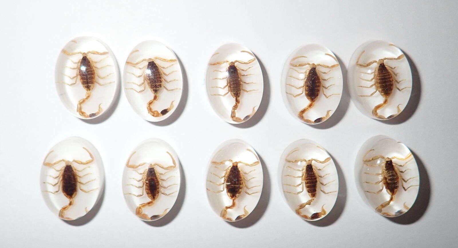 Insect Cabochon Golden Scorpion Oval 12x18 mm on white bottom 10 pieces Lot