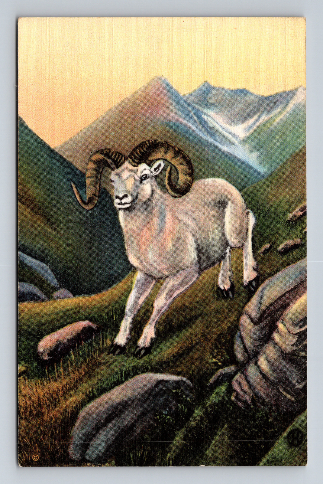 c1932 Linen Postcard Juneau Alaska Alaskan White Mountain Sheep CT Colortone