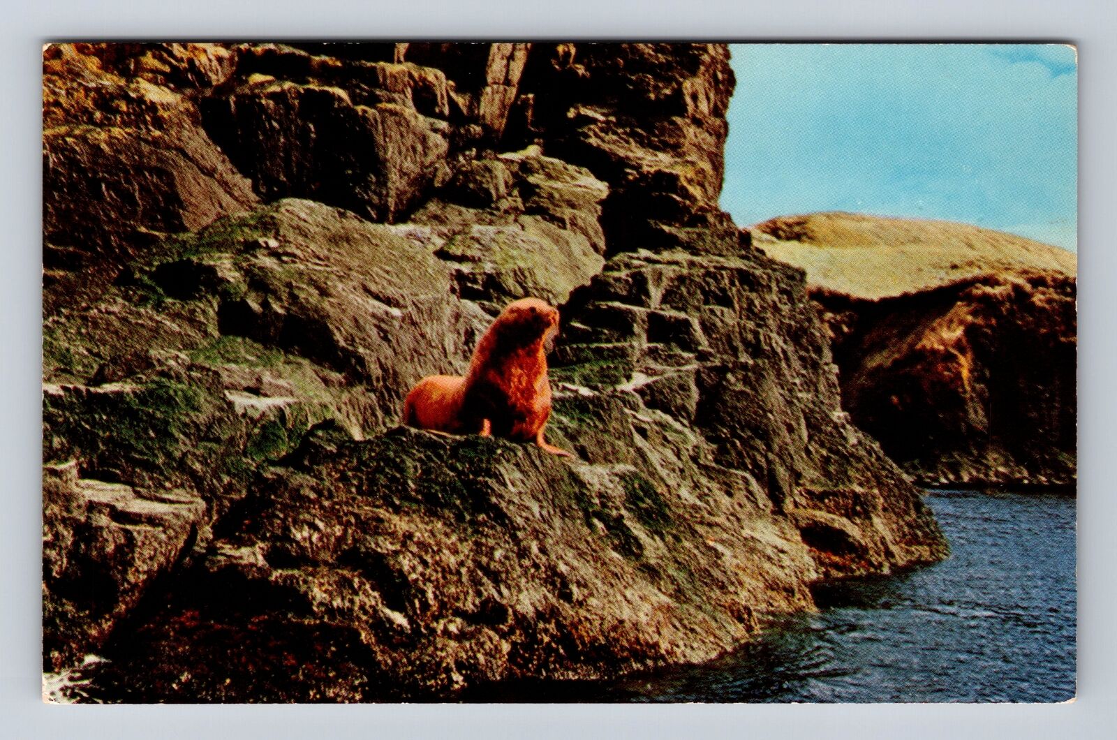 Kodiak Island AK- Alaska, Sea Lion, Antique, Vintage Souvenir Postcard