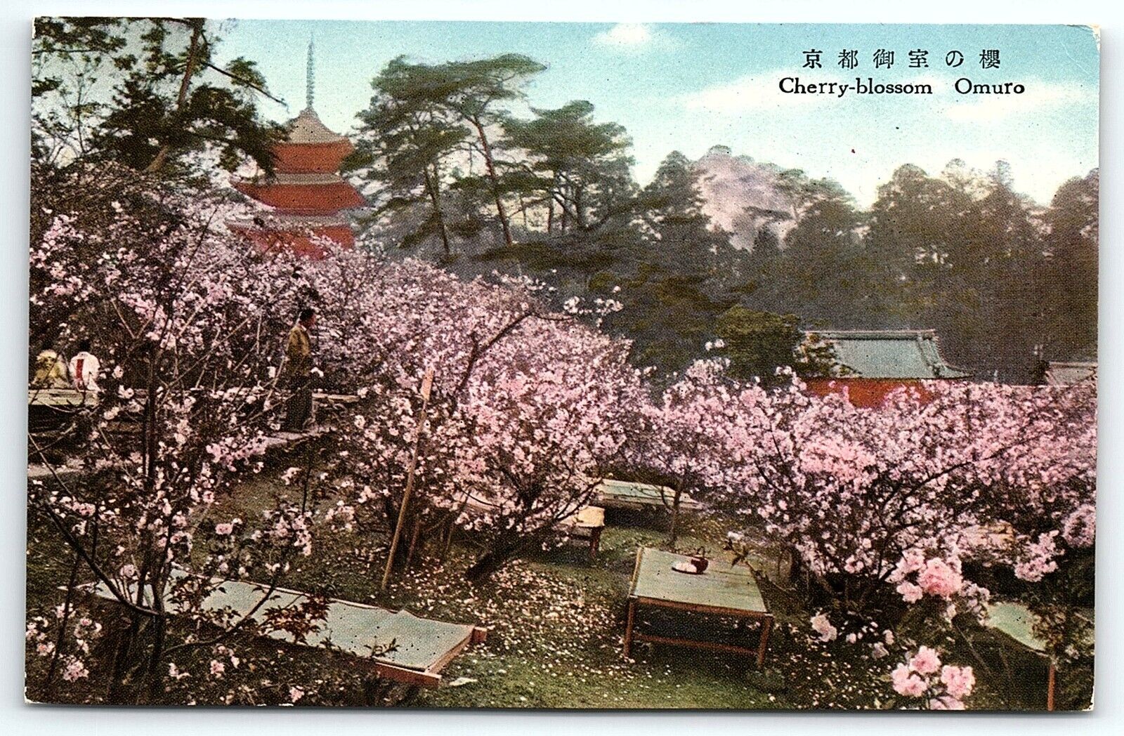 1920s OMURO JAPAN CERRY BLOSSOMS FIELD OF PINK POSTCARD P1471