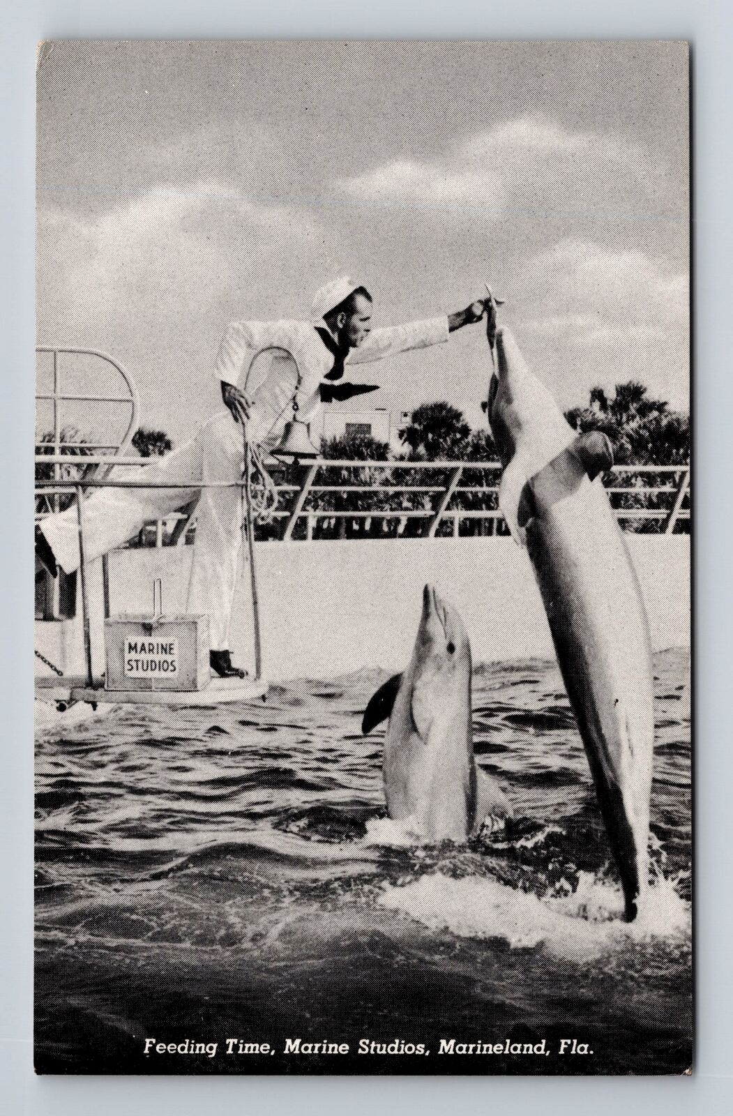 Marineland FL-Florida, Feeding Time Marine Studios, Antique Vintage Postcard