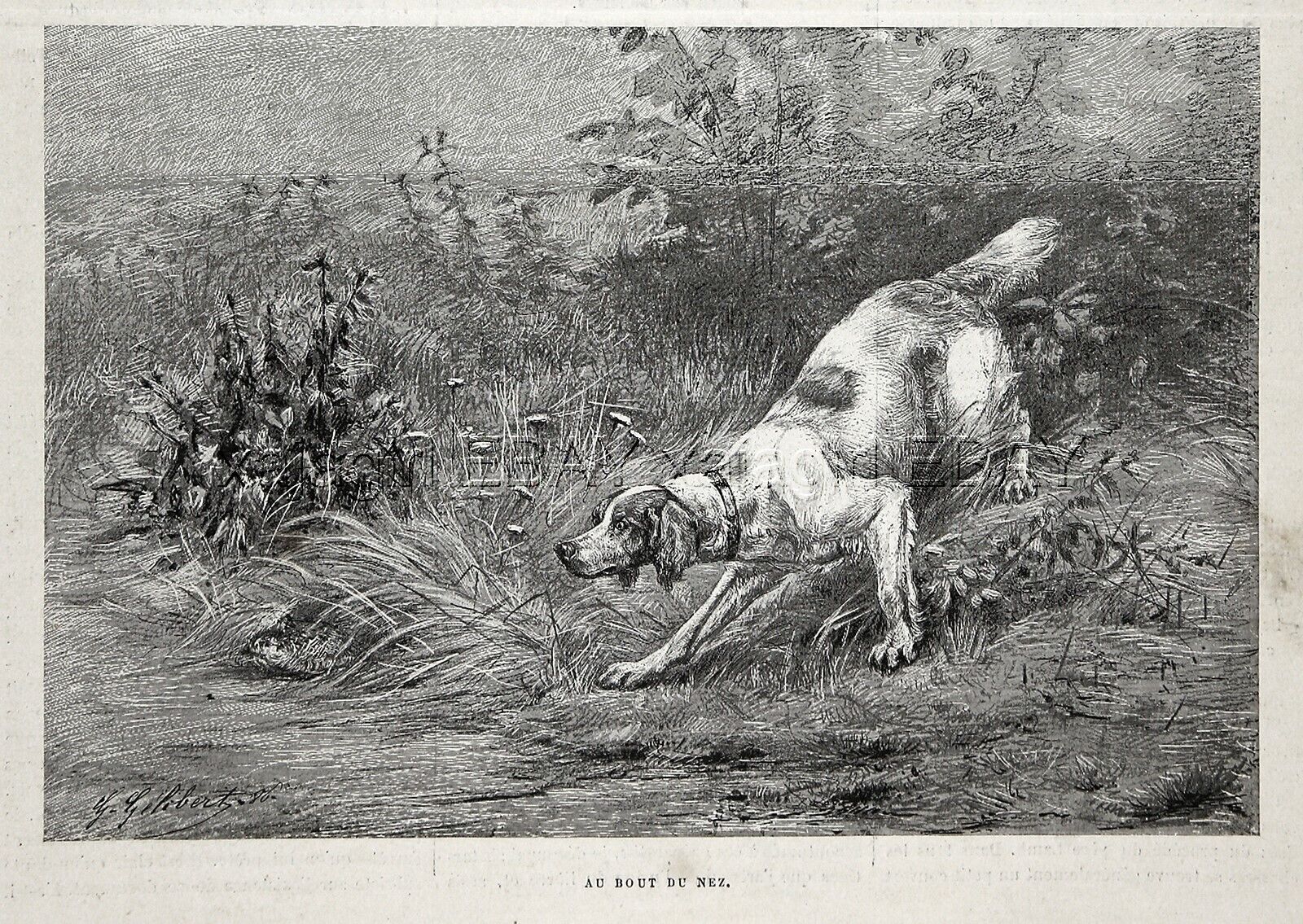 Dog English Setter or Red and White Setter Pointing Quail, 1880s Antique Print