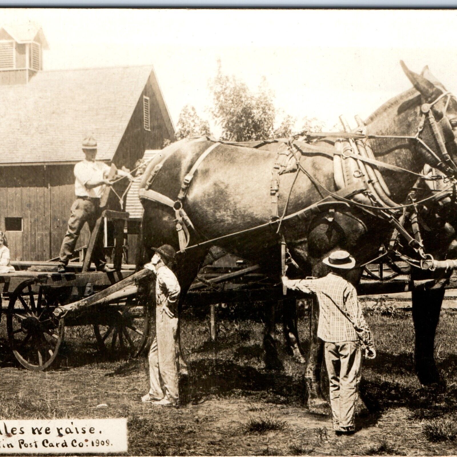c1910s Exaggerated Mules We Raise RPPC Martin Kansas City Photo Edit Wagon A155