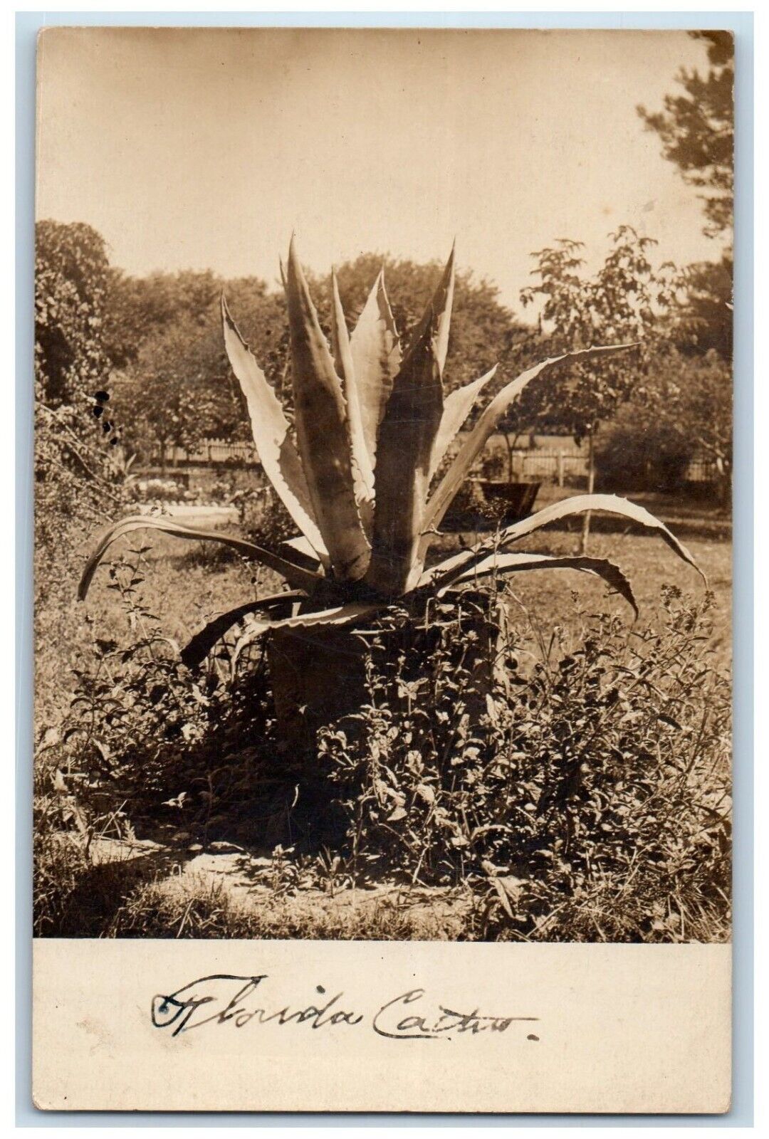 c1910's Century Plant Florida Cactus FL RPPC Photo Unposted Postcard