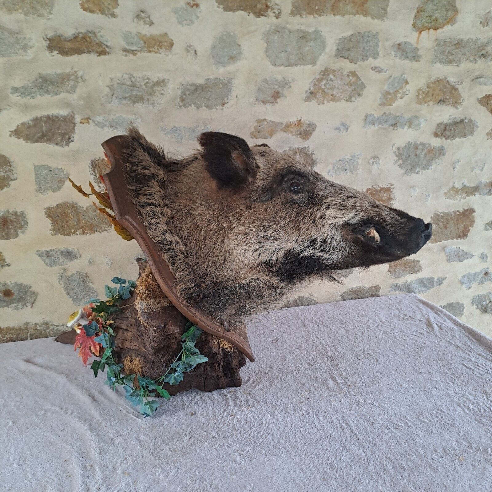 Taxidermy, very big head wildboar on pedestal, jabali, giant boar head