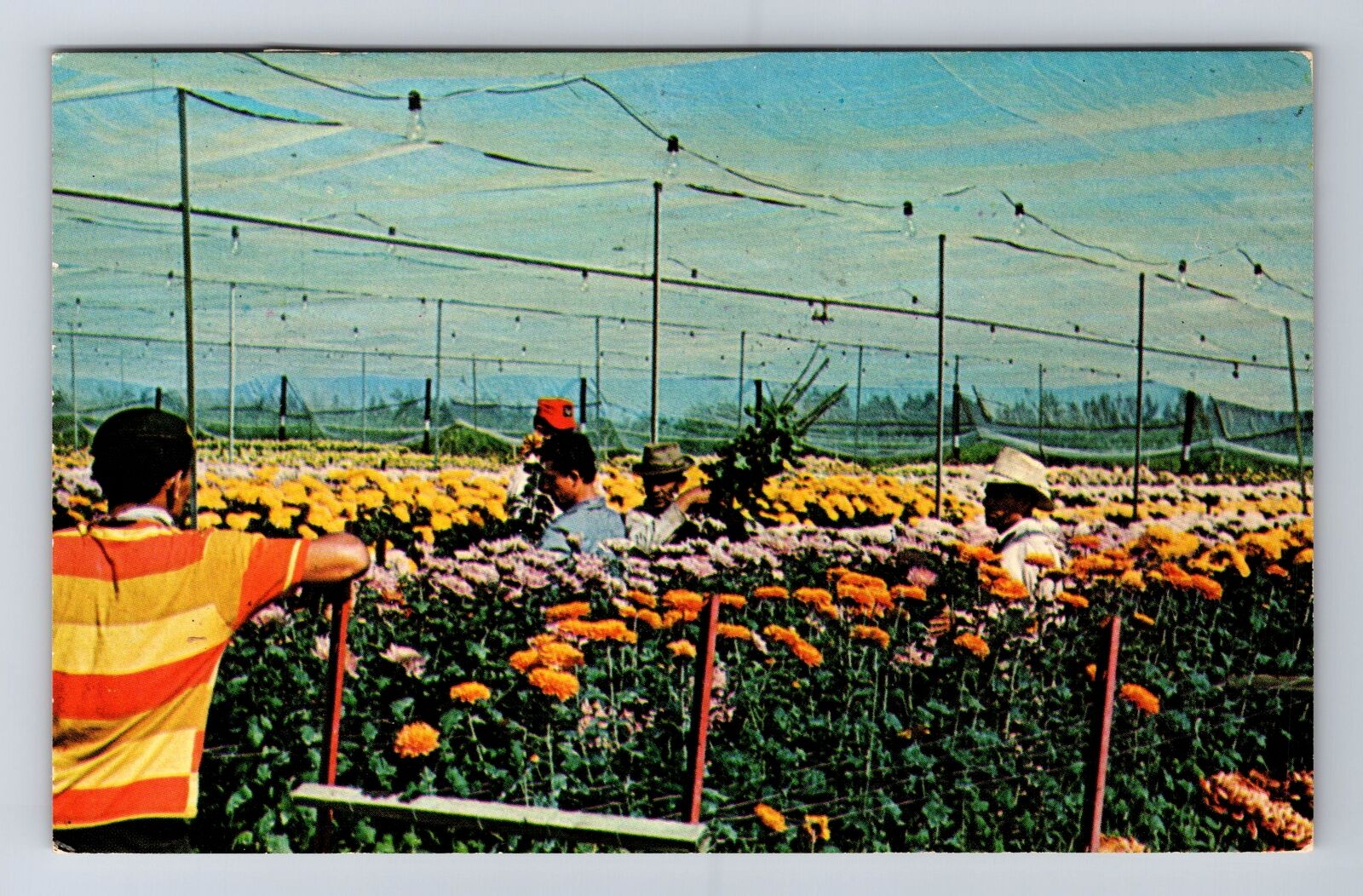 Delray PA-Pennsylvania, Flower Farm, Antique, Vintage c1969 Postcard