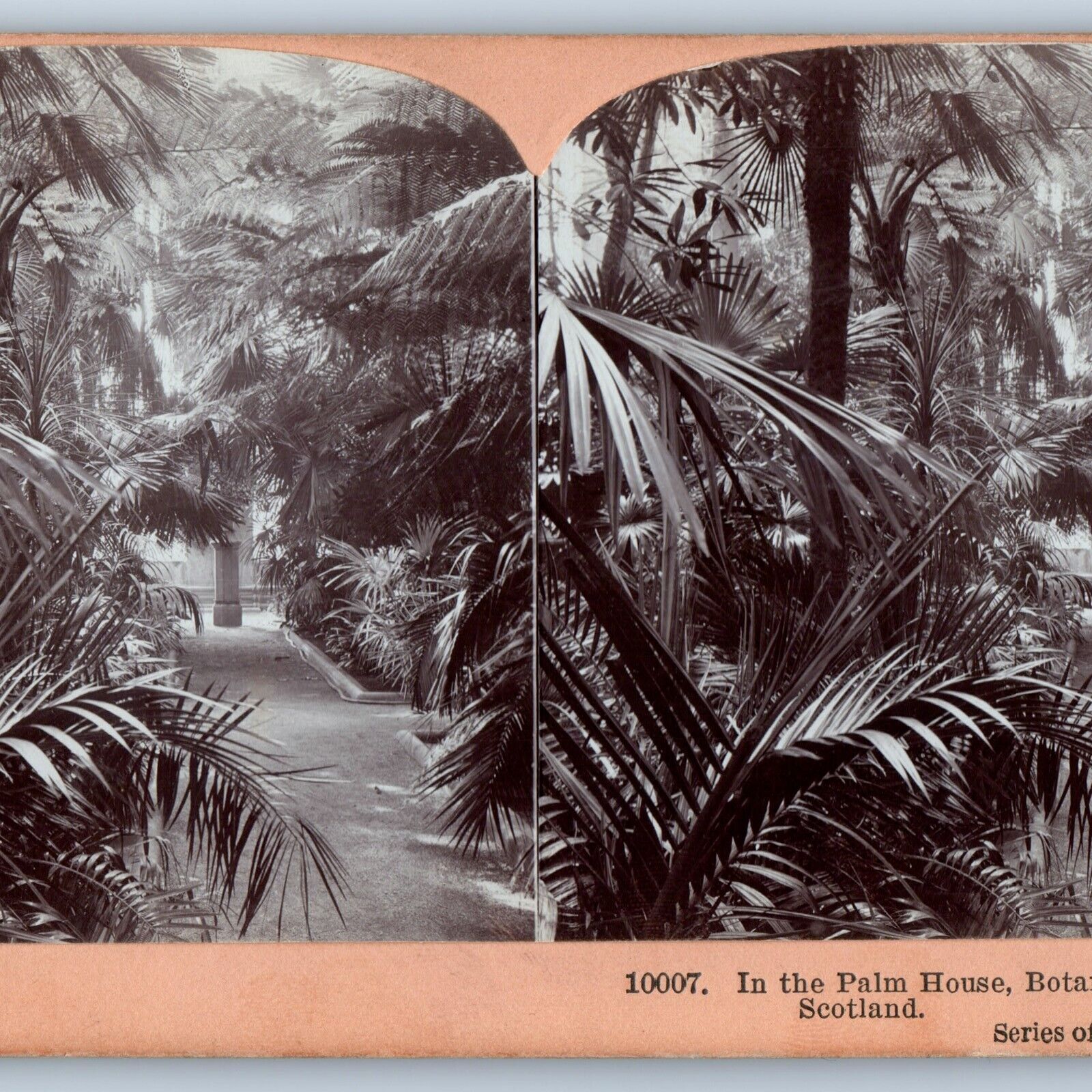 c1890s Edinburg, Scotland Palm House Botanical Gardens Stereoview Real Photo V28
