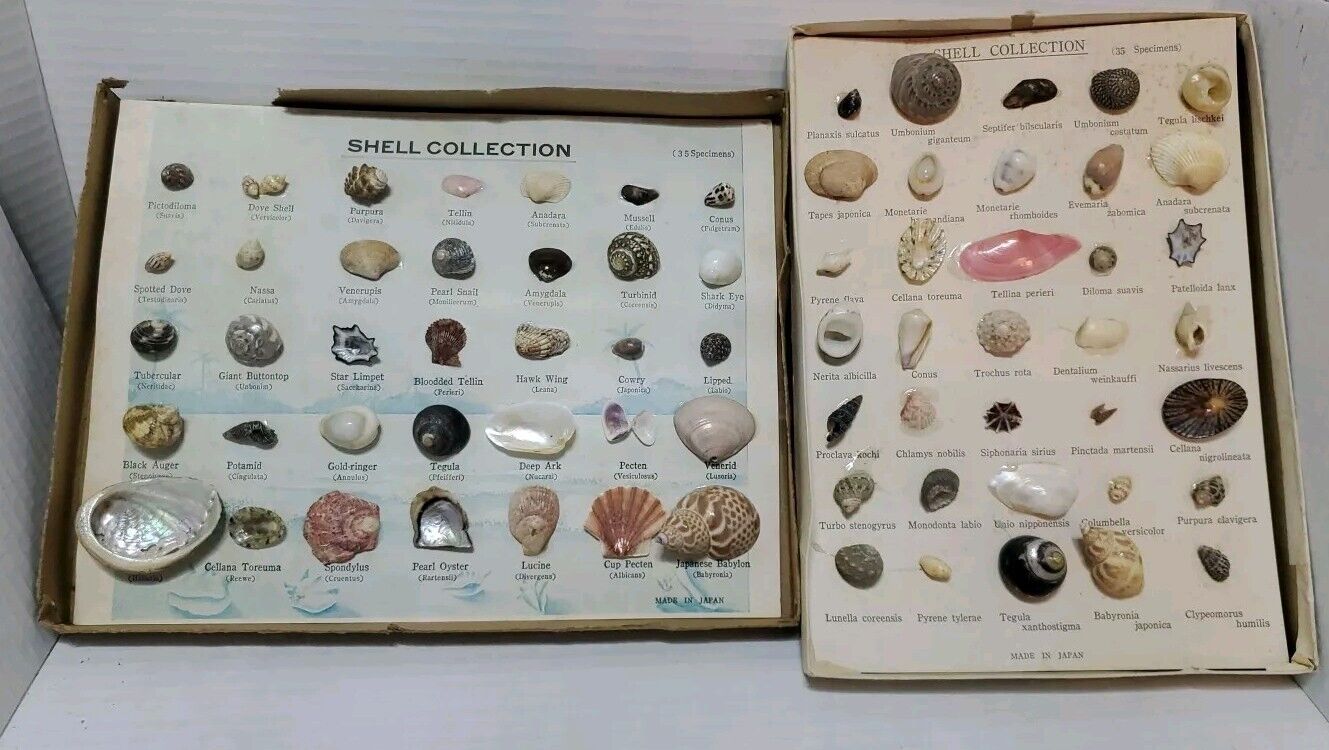 Vintage Beachcomber Shell & Shell & Marine Specimen Collection Displays 