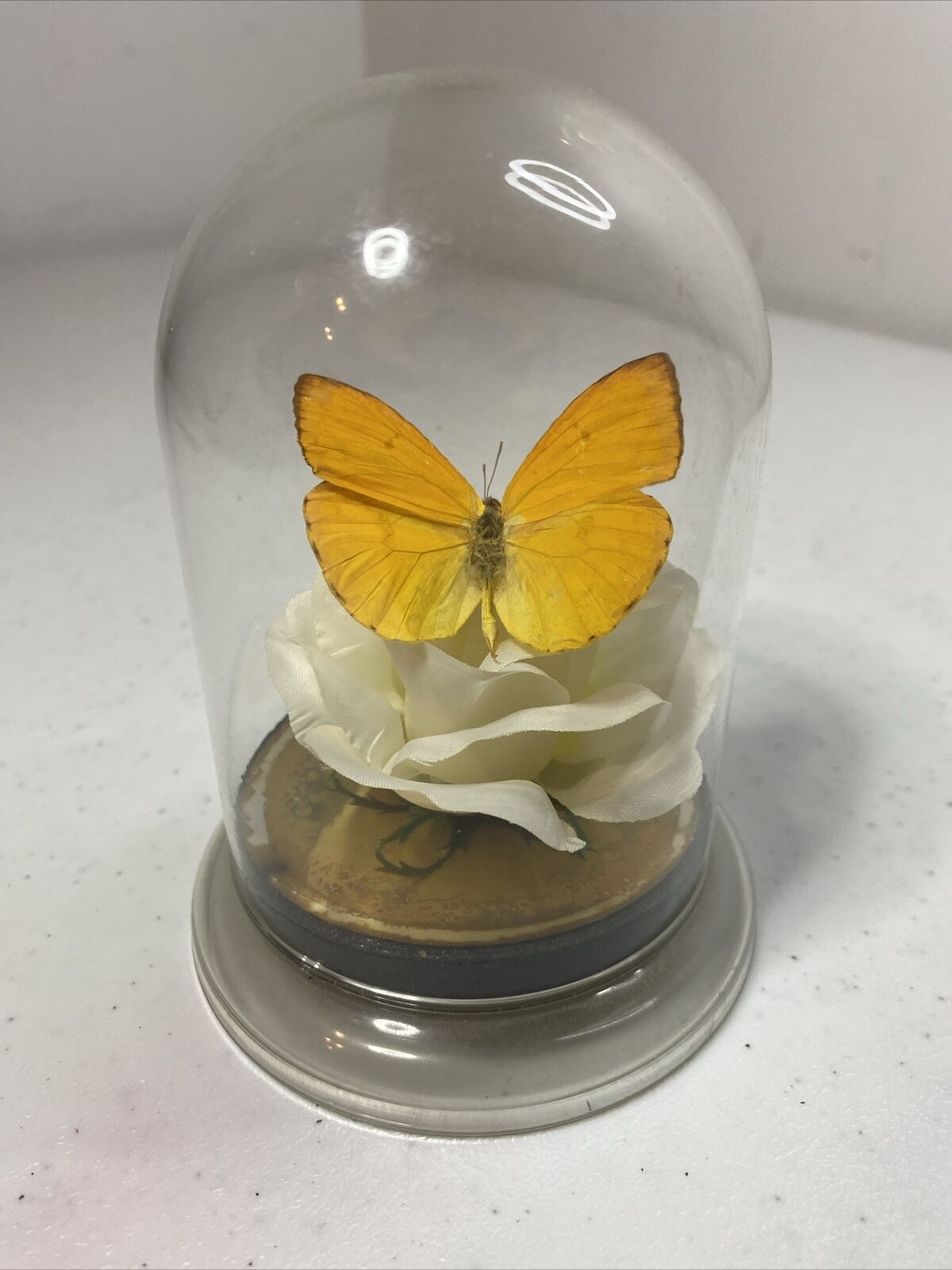 Vintage  Yellow Butterfly On White Rose Flower Framed under Glass Dome