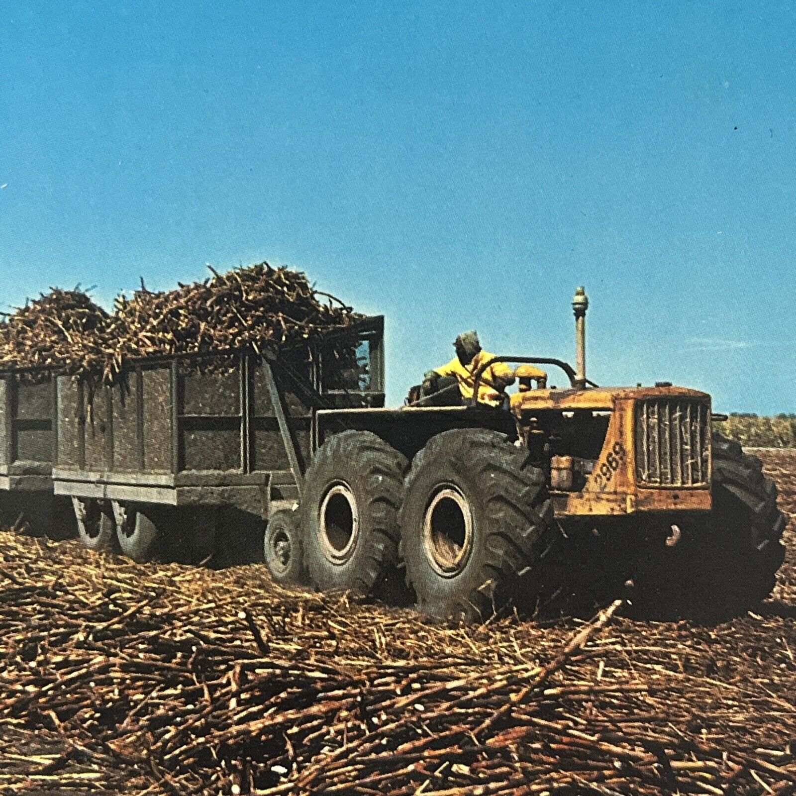 Vintage Postcard Clewiston Florida Sugar Cane Company Nostalgic LL Cook⭐️