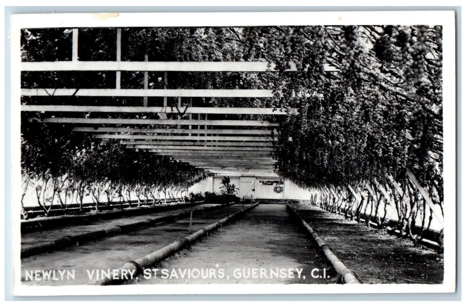 St. Saviour's Guernsey C.I. Postcard Newlyn Vinery 1971 Posted RPPC Photo