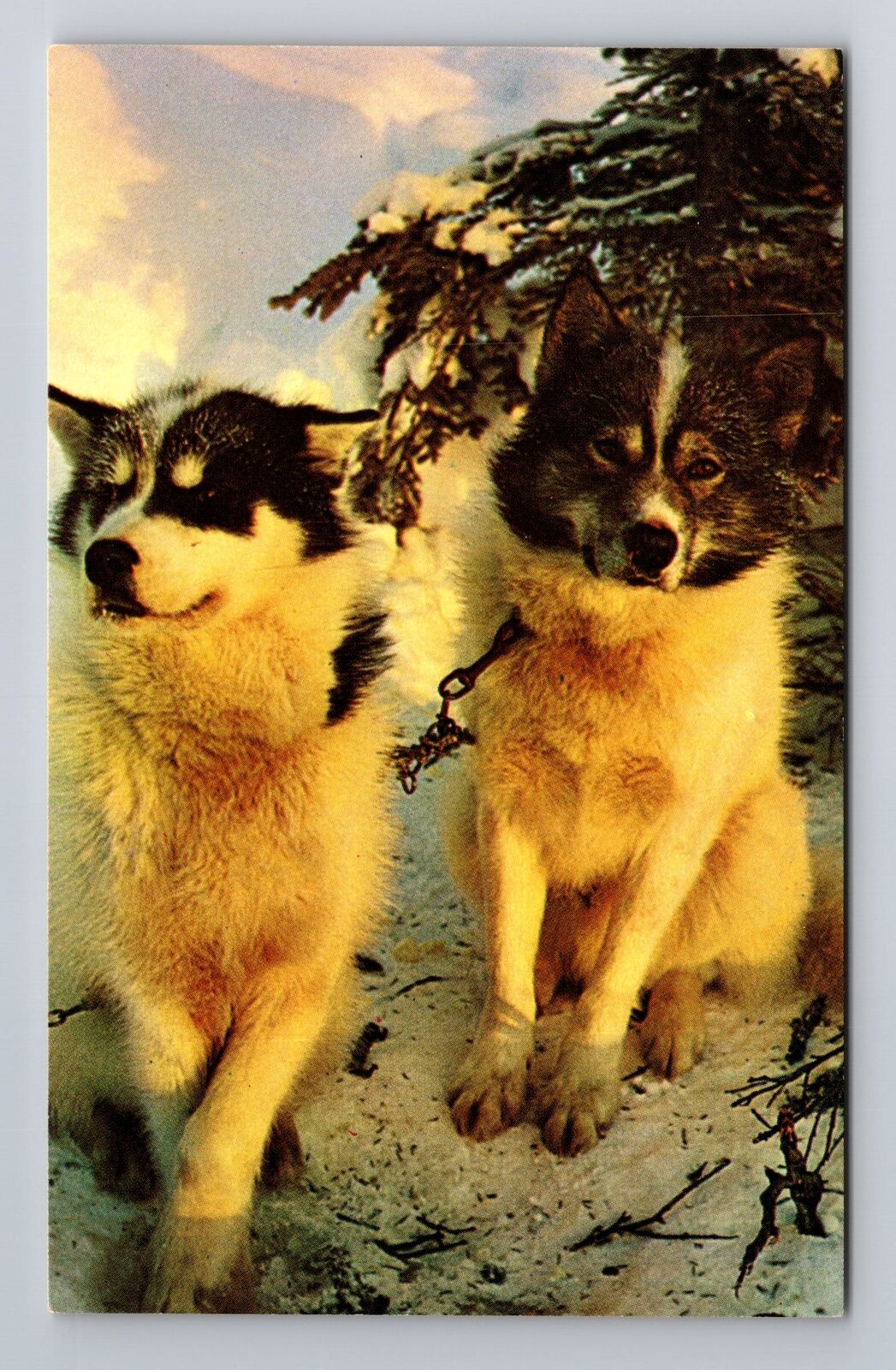 Alaskan Husky Sled Dogs Posed To Rest, Antique Vintage Souvenir Postcard