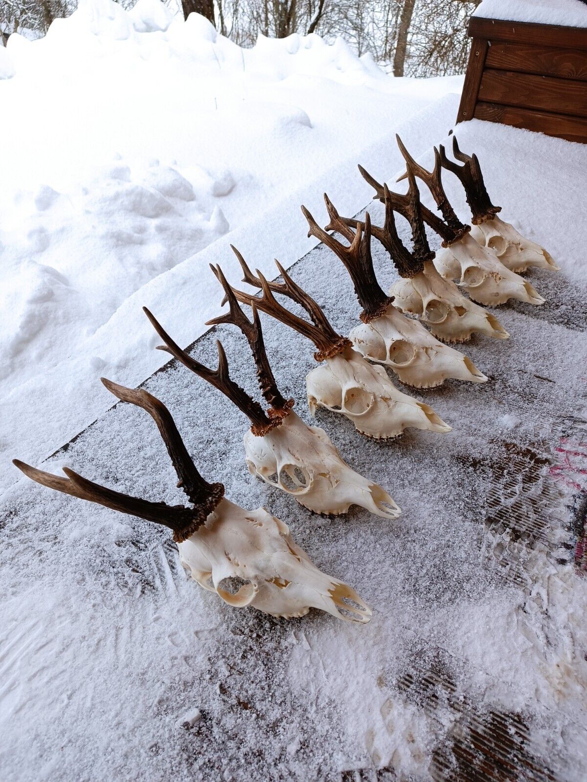 Set of 7 Large roe deer skull and antlers, taxidermy, shamanic healing gothic