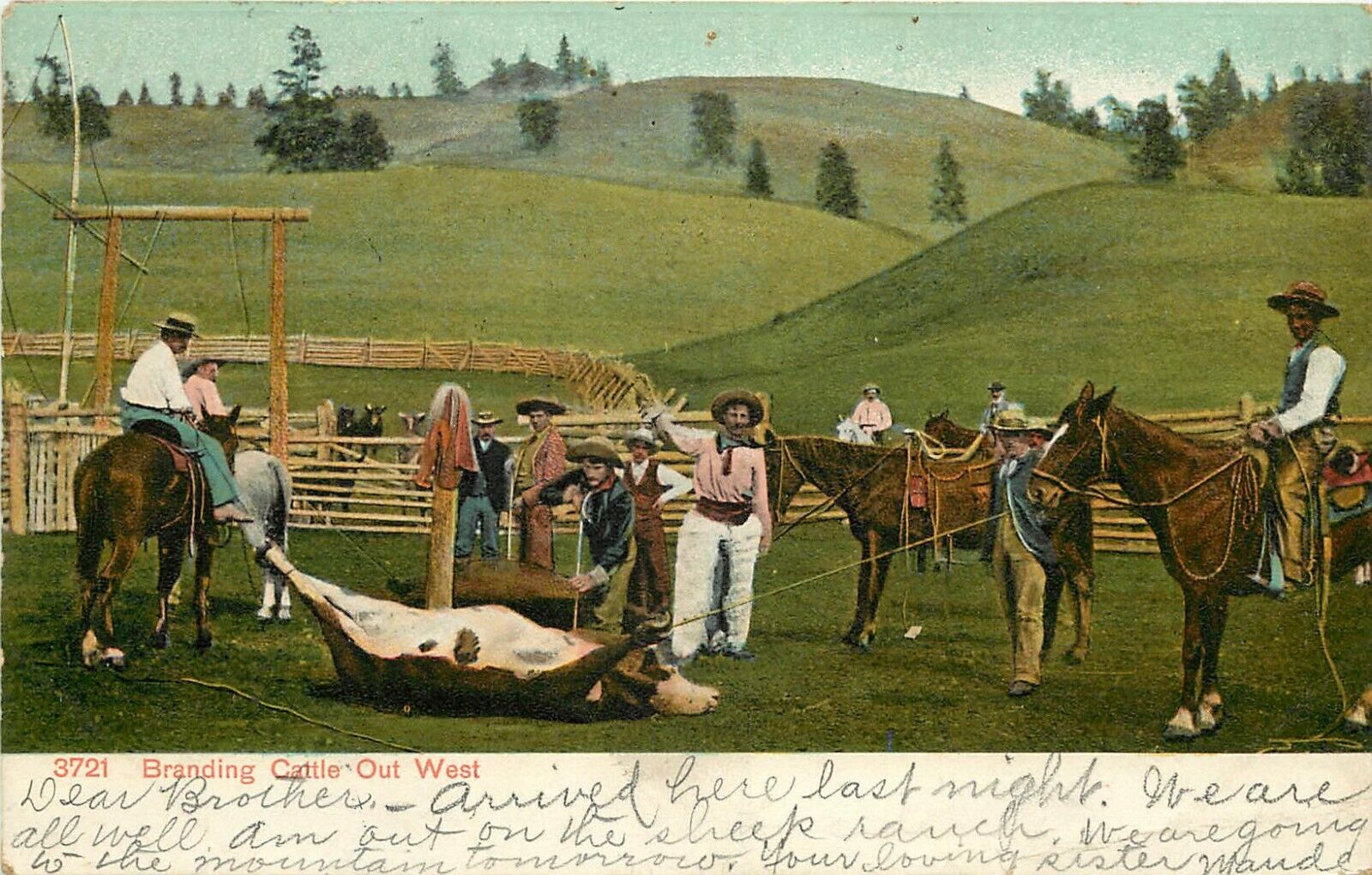 c1907 Chromolithograph Postcard 3721 Branding Cattle Out West, Posted Montana