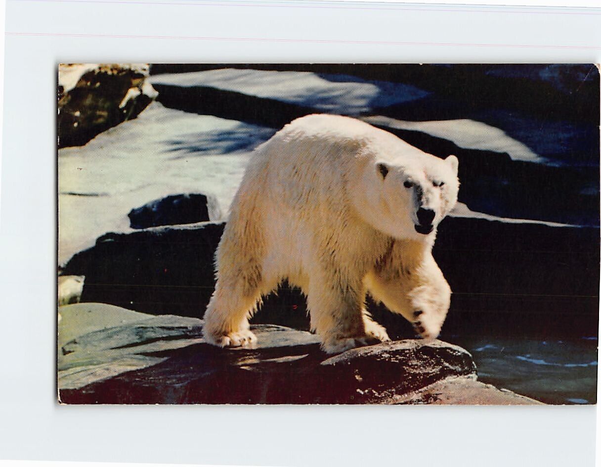 Postcard Alaskan Polar Bear
