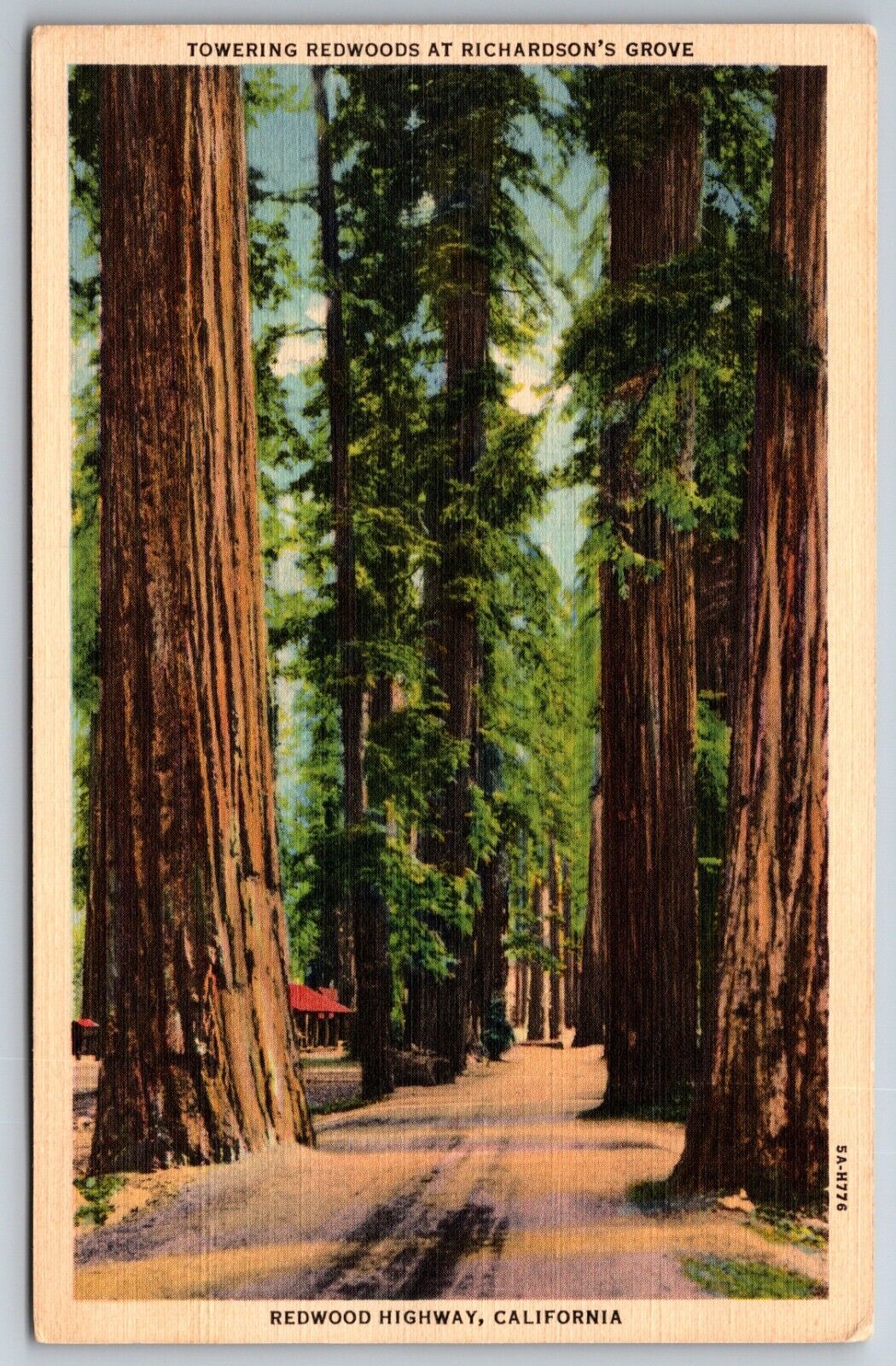 Towering Redwoods at Richardson's Grove California Humboldt State Park Postcard