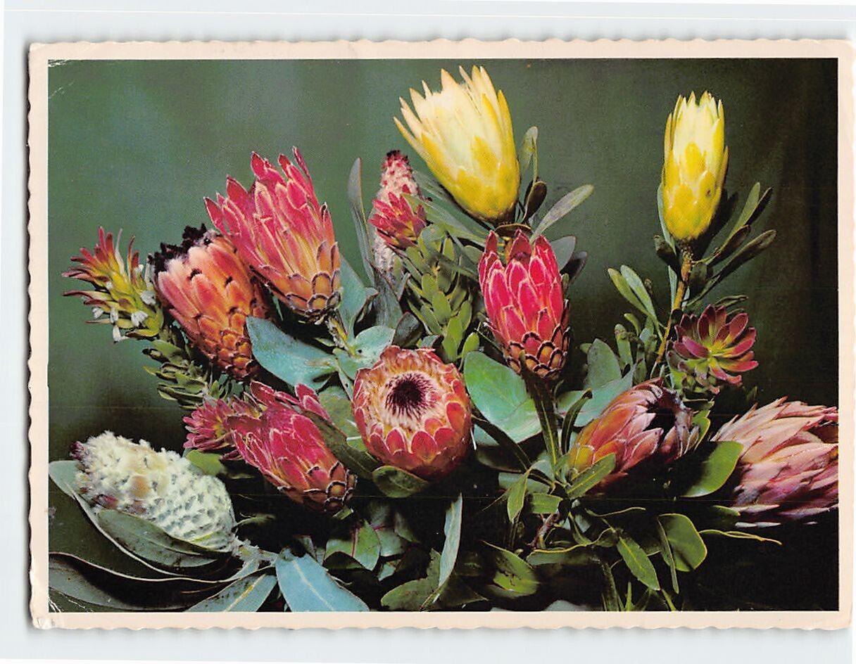 Postcard An arrangement of Proteas