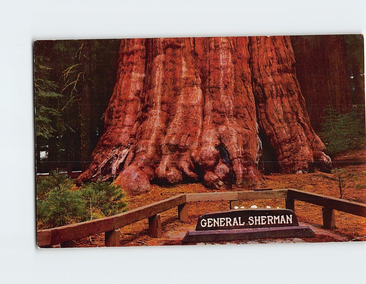 Postcard General Sherman Tree California USA North America