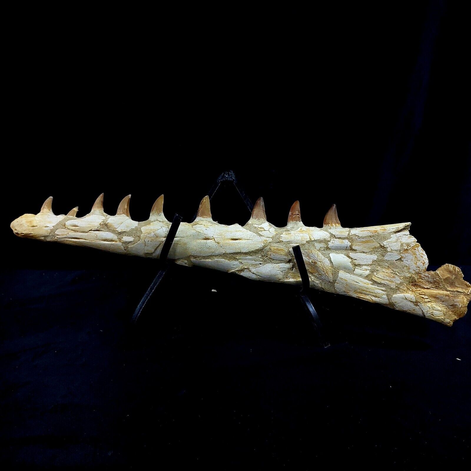 Mosasaur Jaw Section  Prognathodon sp  MOSASAUR SKULL Late Cretaceous PERIOD