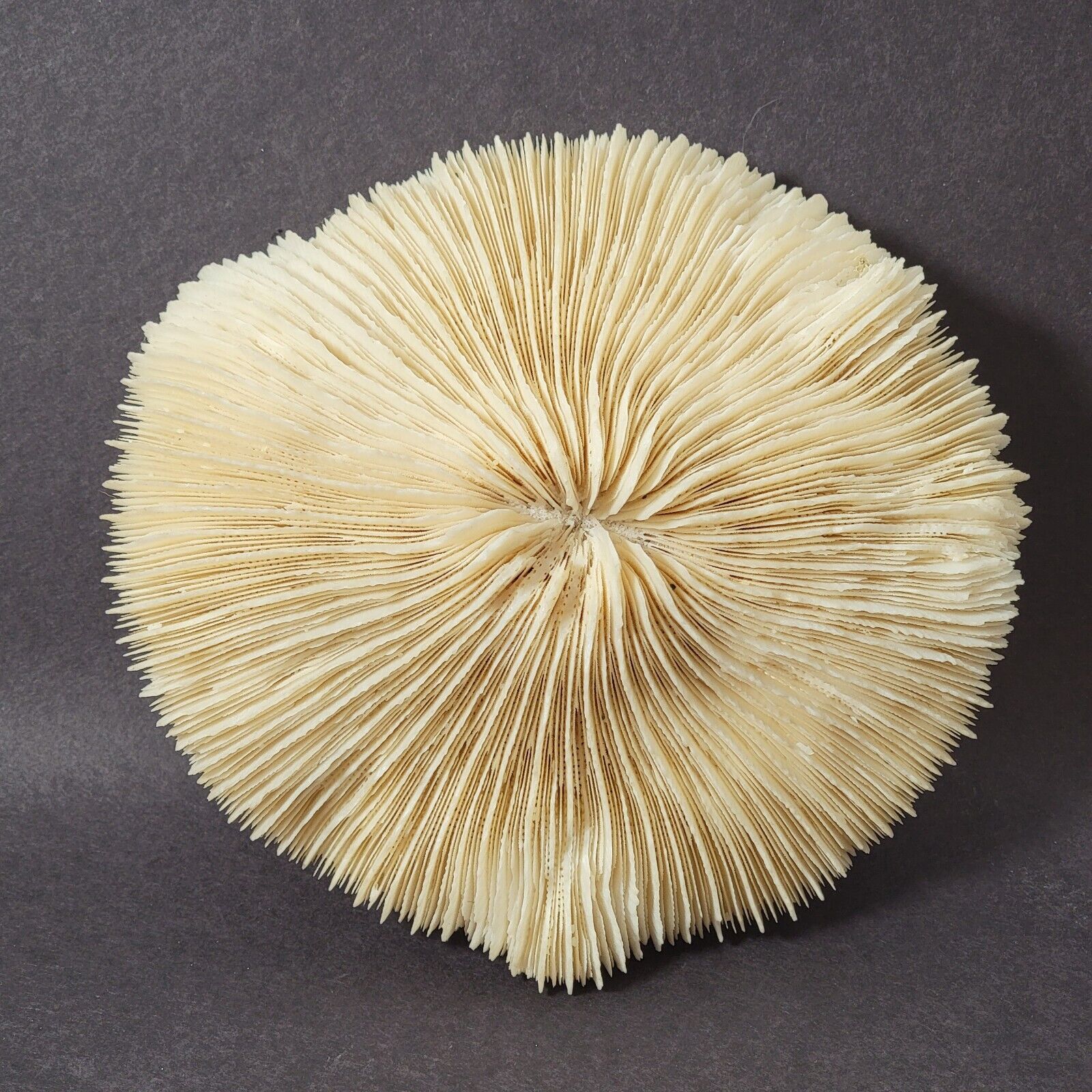 Vtg Natural White Coral Slipper Mushroom Fossil Approx 6\