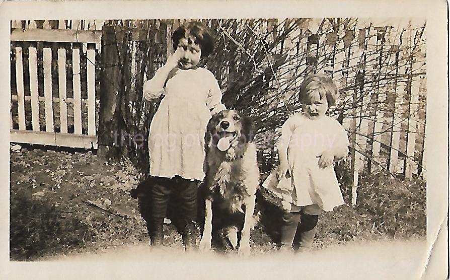 Found ANTIQUE PHOTOGRAPH Original BLACK+WHITE Snapshot FAMILY DOG 29 40 H