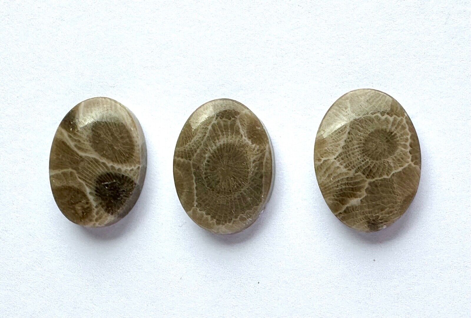 Polished PETOSKEY STONES-3 Oval 1/2  x 1/4  ins.  for Jewelry/Collecting - READ