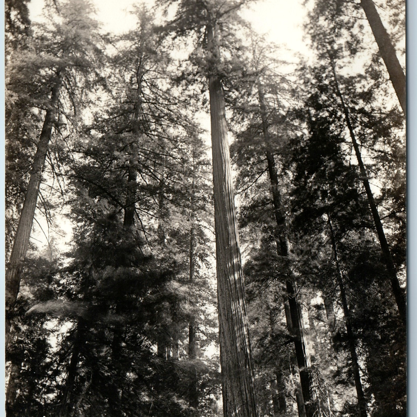 c1930s Weott, Humboldt Co, CA Founder\'s Tree RPPC Redwood Hwy Photo Tallest A199