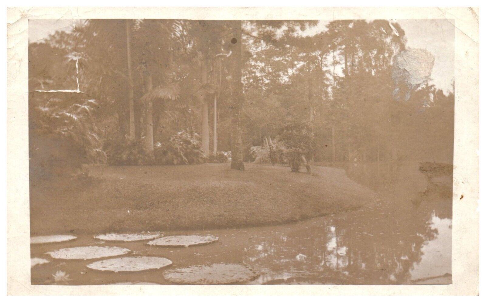 RPPC Java Indonesia Botanical Garden Postcard Posted 1910 DAMAGED