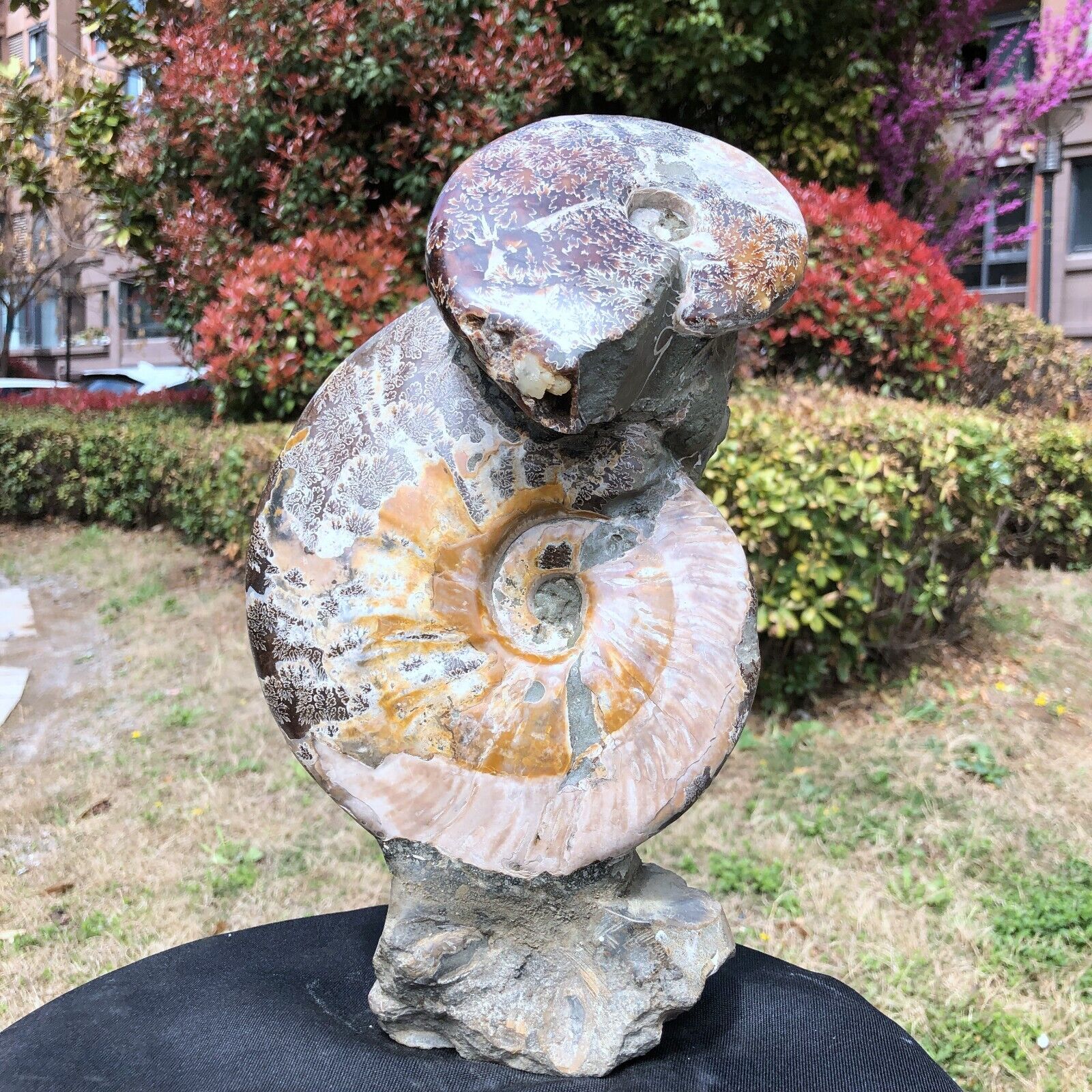 7.78LB TOP Natural Beautiful ammonite fossil conch Crystal specimen heals 828