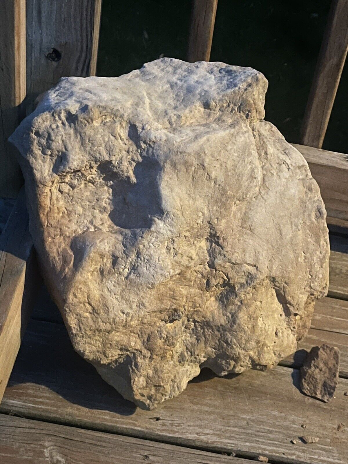 Dunkleosteus Fossil Head