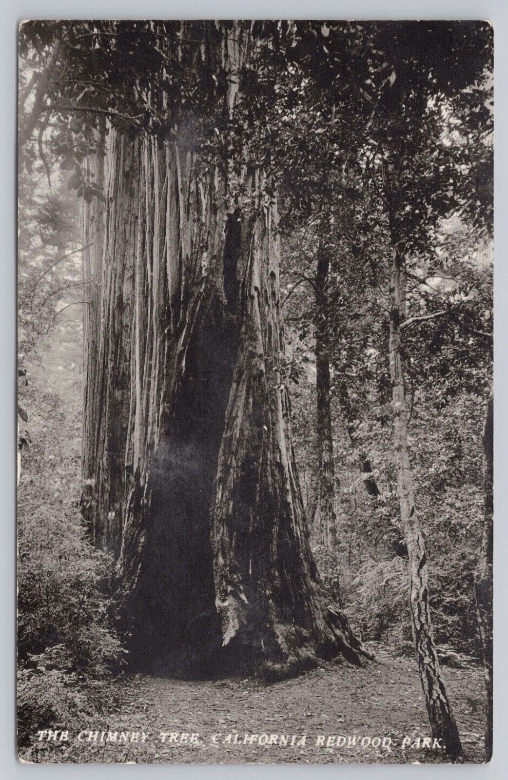 Redwood Park California, The Chimney Tree, Vintage RPPC Real Photo Postcard