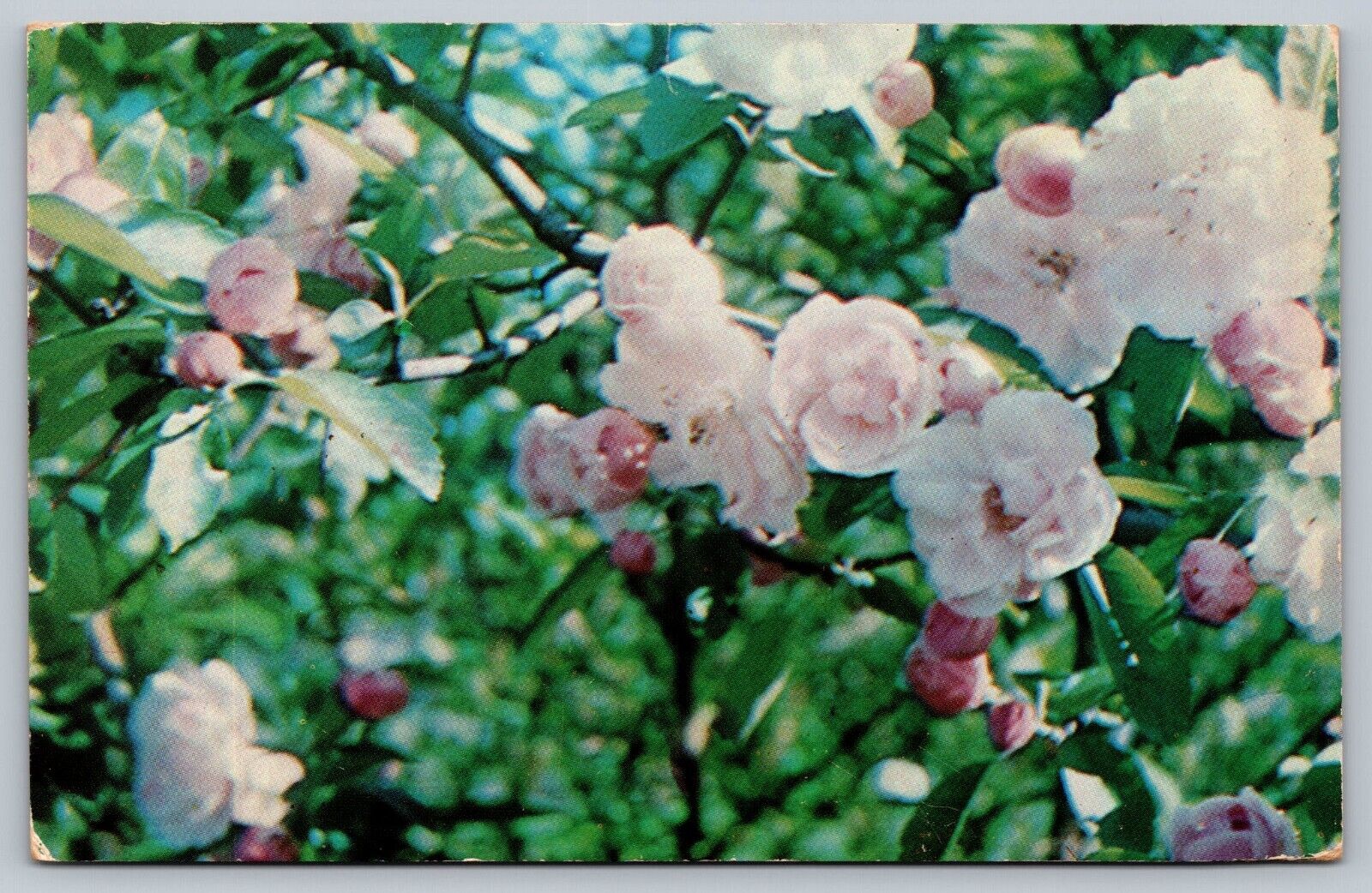 Siberian Crab Apple Flowers at Conneaut Lake Park PA Pennsylvania Postcard