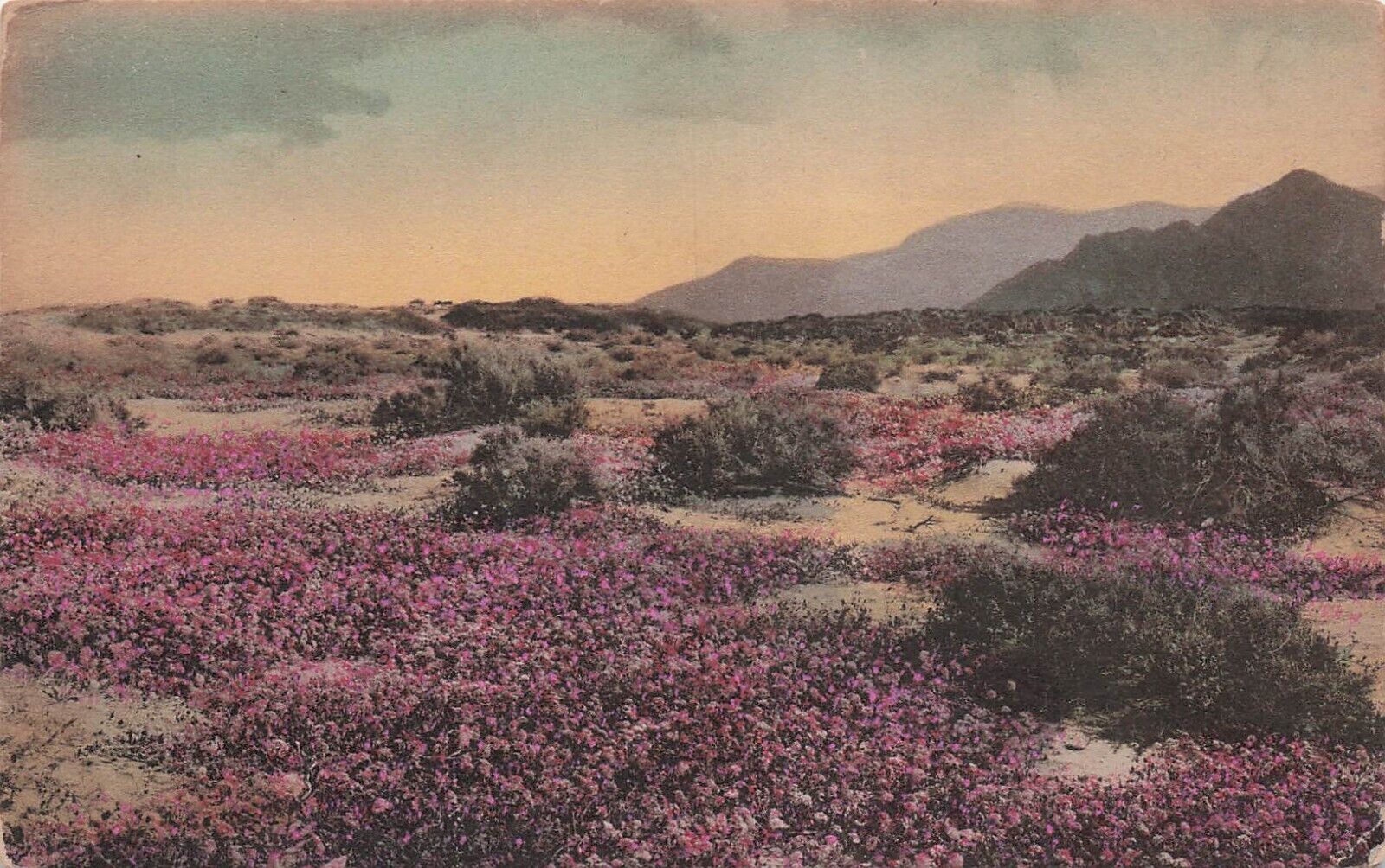 Palm Springs CA Desert Verbena Cactus Botanical Hand Colored Vtg Postcard E13