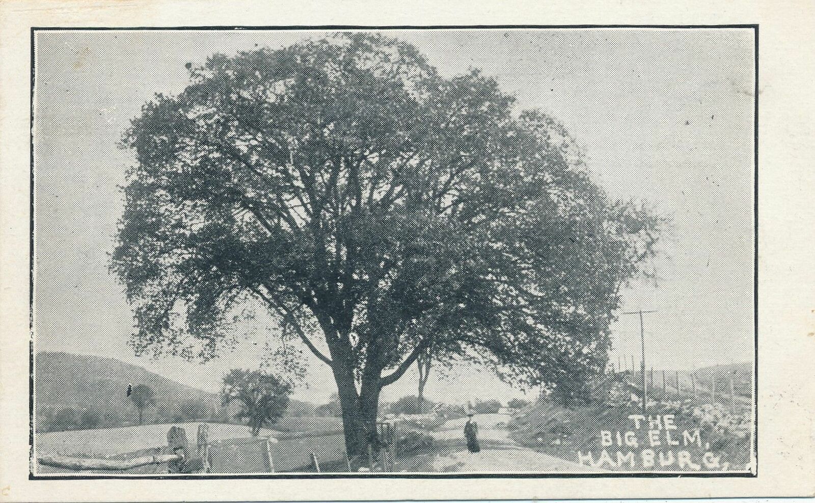 HAMBURG NJ - The Big Elm - udb (pre 1908)
