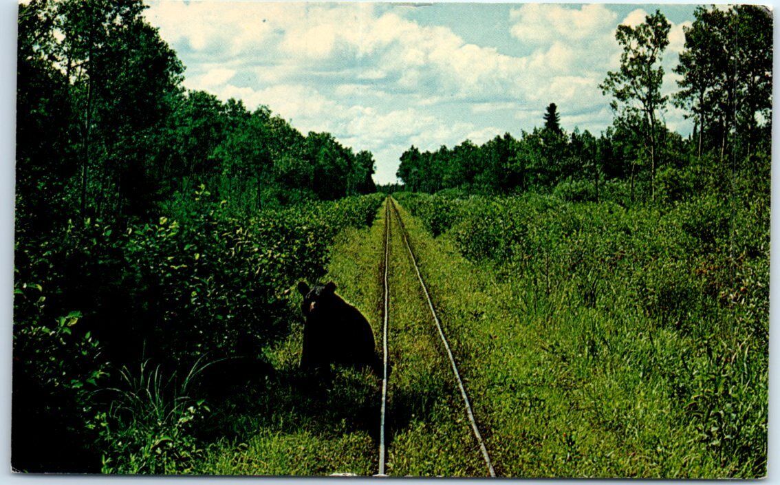 Black bear along the tracks of the Toonerville Valley - McMillan, Michigan