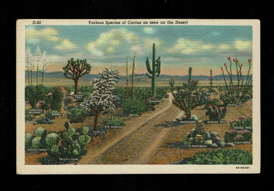 AZ Arizona, Various Species of Cactus as seen on the Desert,with names ca 1936