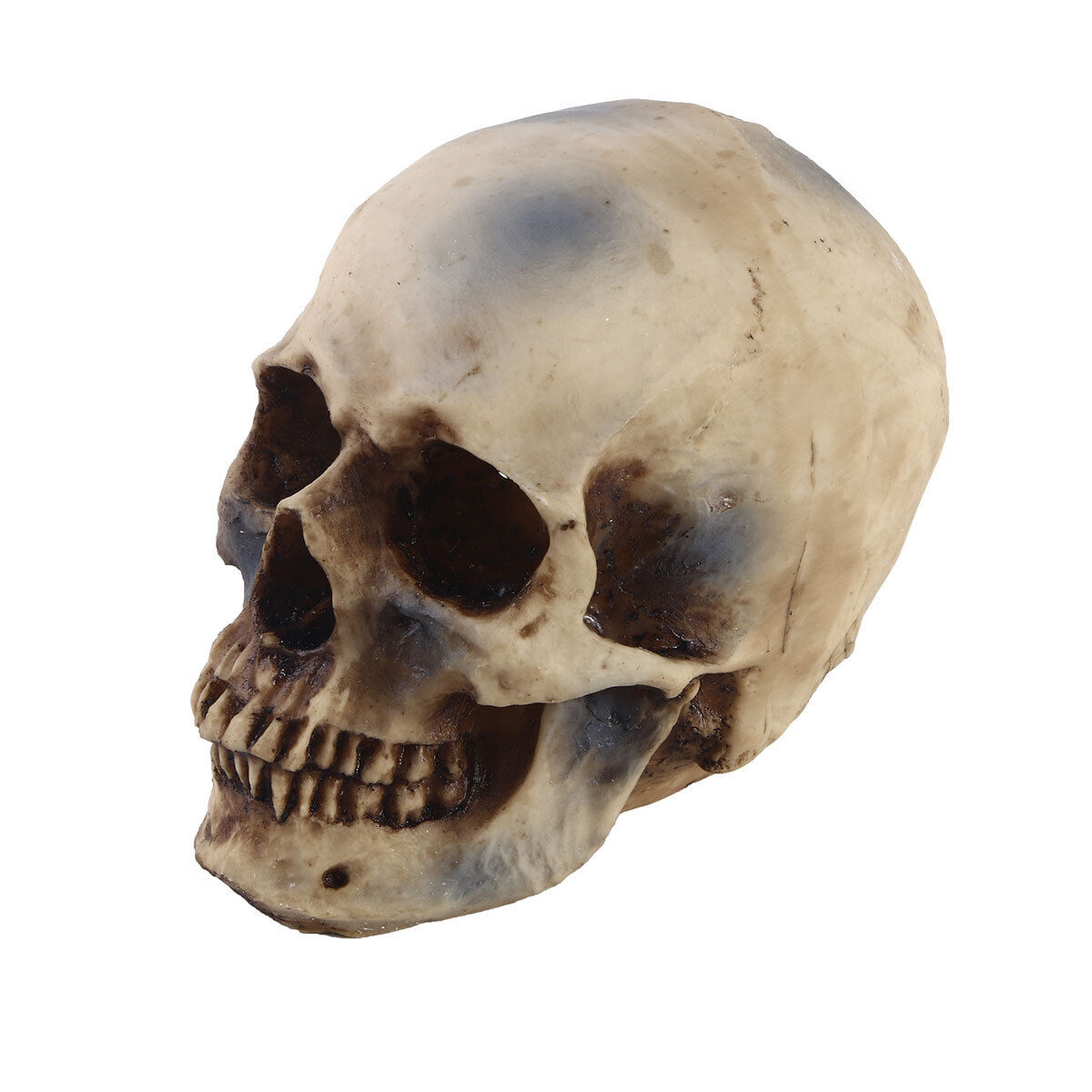 Lifesize 1:1 Human Skull Replica Resin Model Anatomical Medical Skeleton Decor