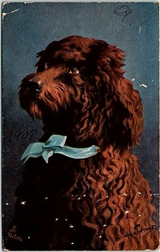c1910s Tuck\'s Postcard Oilette FRENCH POODLE Divided Back Posted Stamp