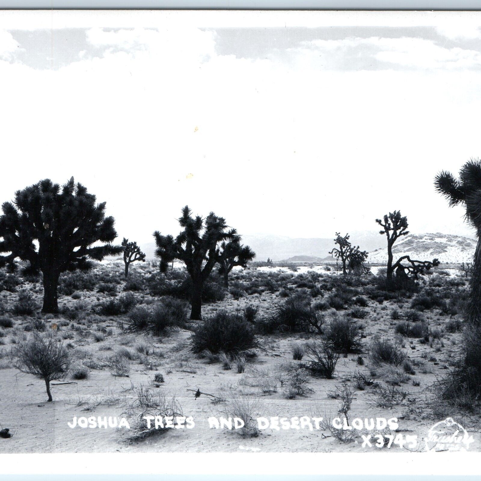 c1940s California Desert RPPC Joshua Trees and Cloud Real Photo Frashers PC A206
