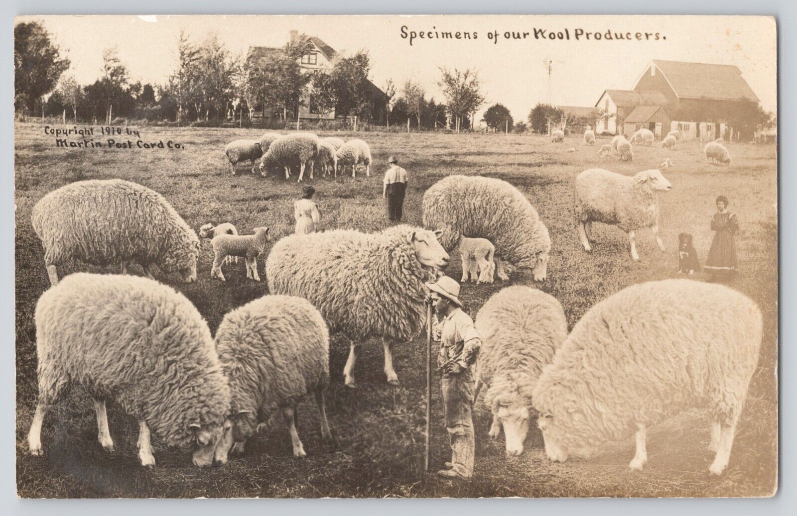 Postcard RPPC Exaggeration Huge Sheep Wool With Shepherd Antique