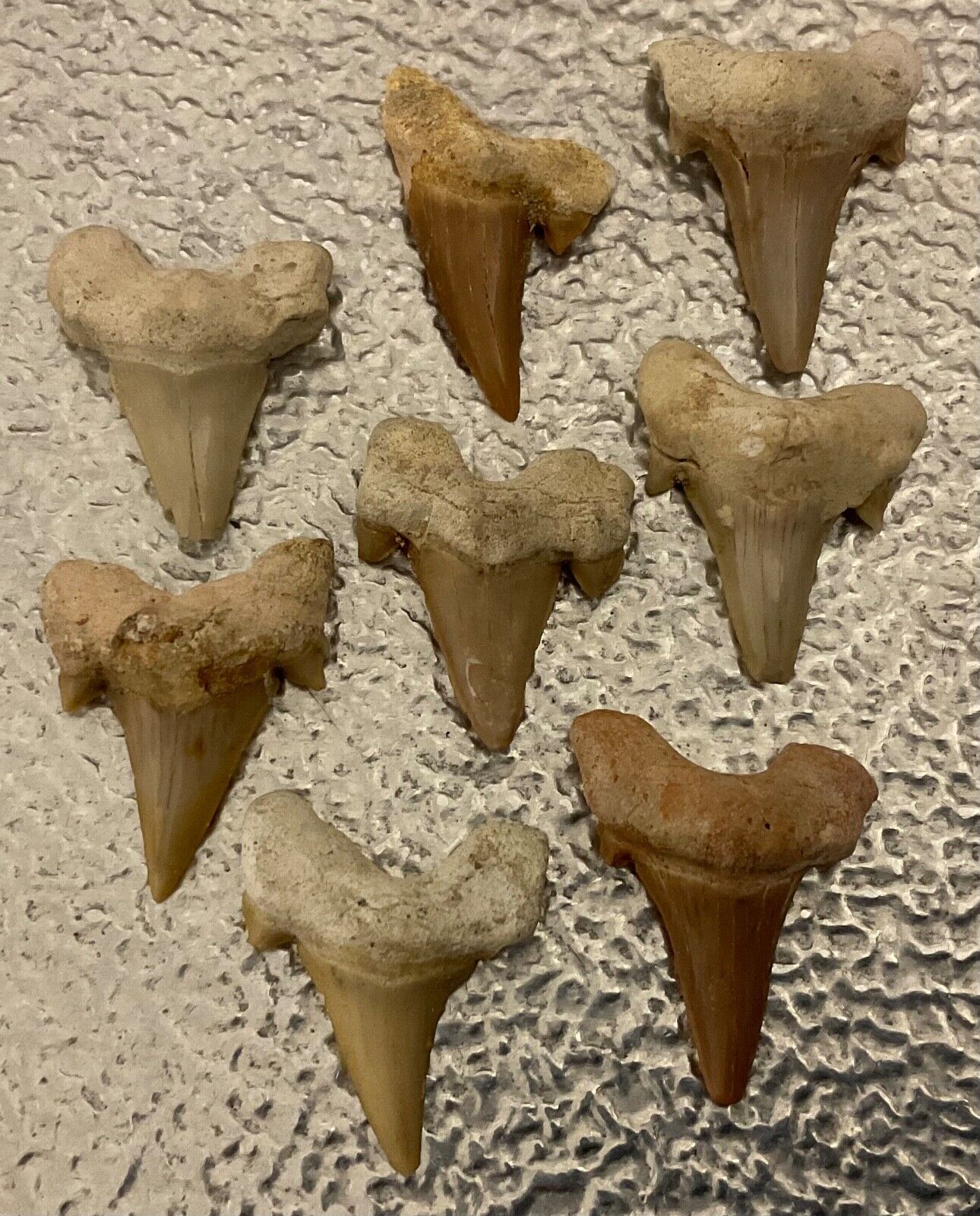 GROUP OF 8 X FOSSILISED PREHISTORIC SHARK TEETH,EXCELLENT CONDITION.