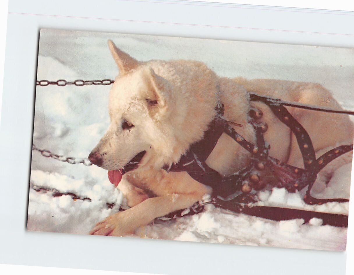 Postcard Alaskan Sled Dog Alaska USA
