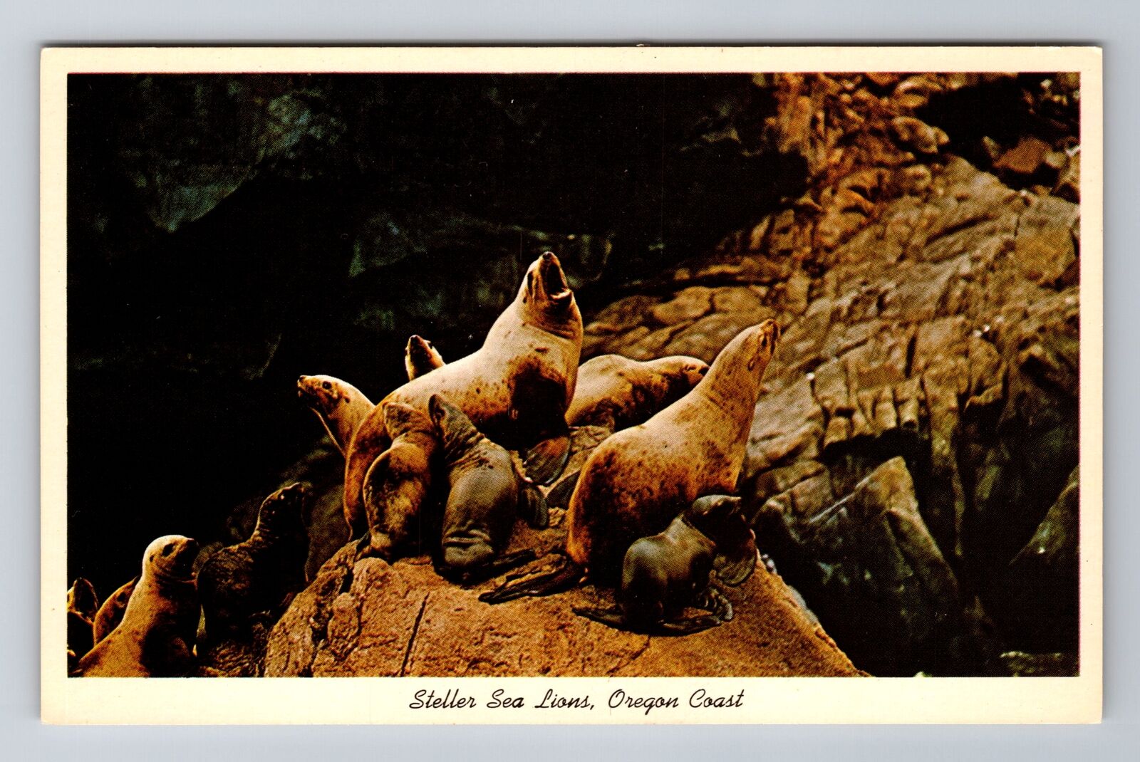 Coast OR-Oregon, Stellar Sea Lions, Antique, Vintage Postcard