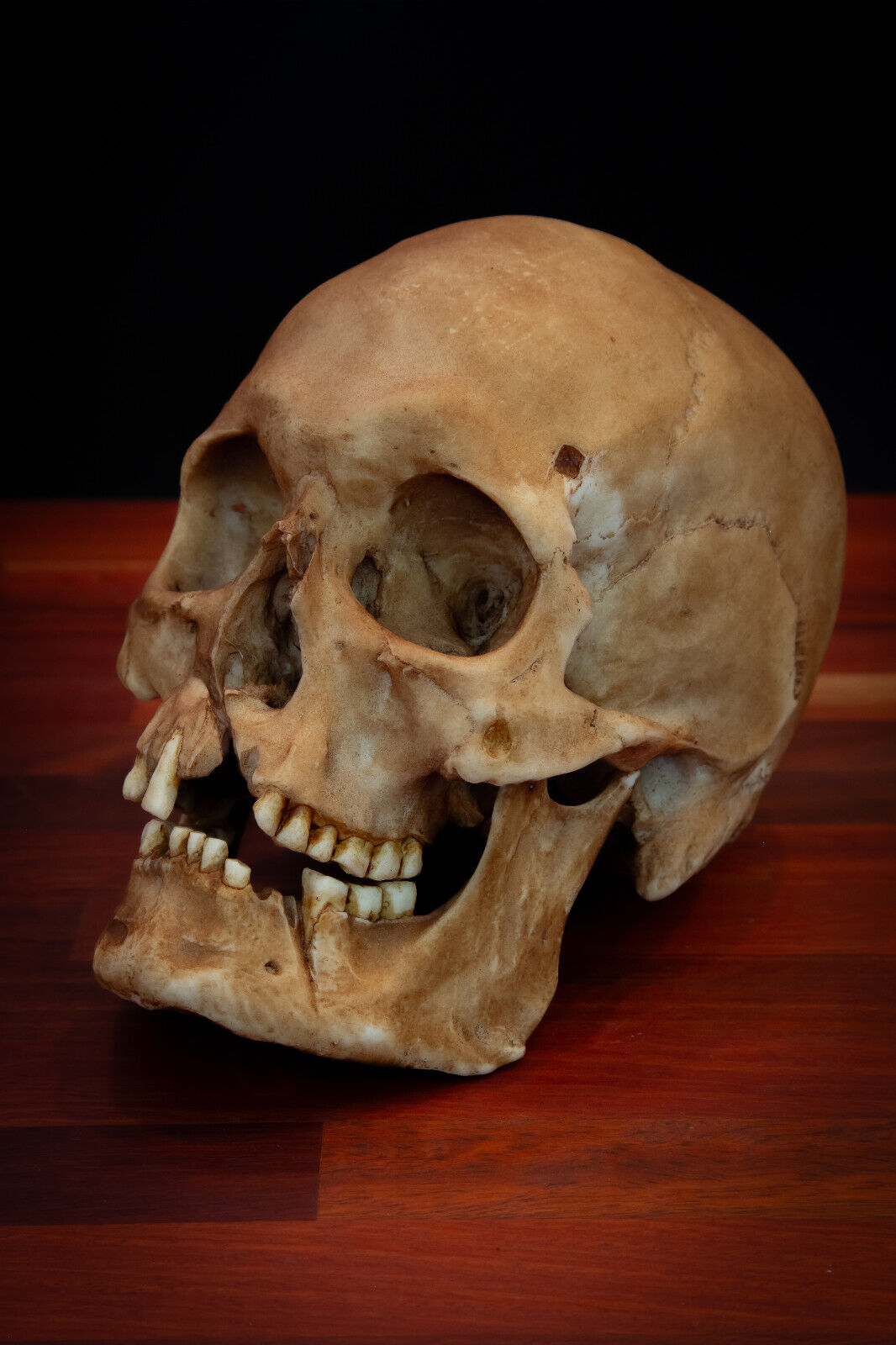 Viking Skull - life sized - super detailed Quality Piece - .