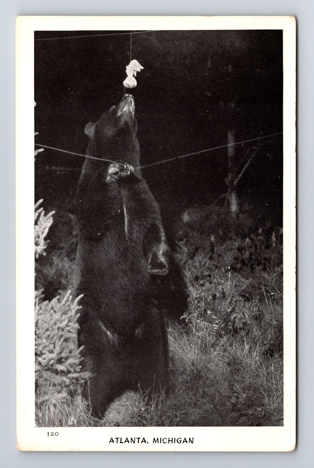 Atlanta MI-Michigan, General Greetings, Bear Standing Up, Vintage Postcard
