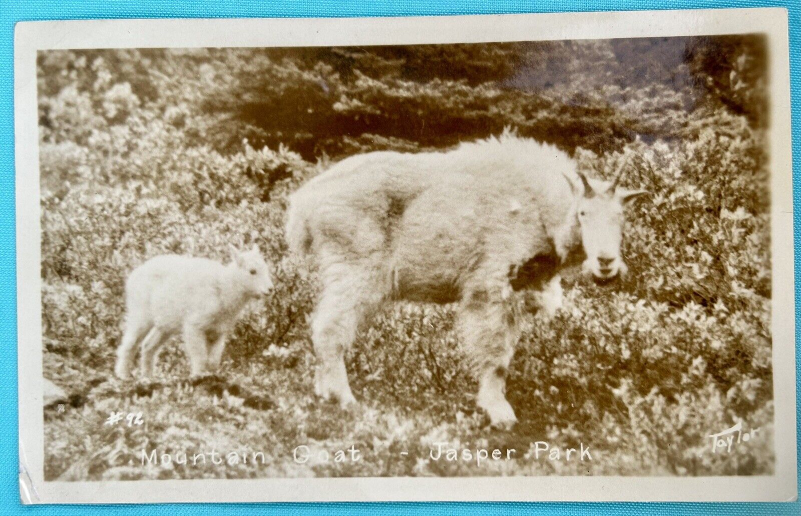 Mountain Goats Jasper Park. Canadian Rockies. RPPC Real Photo Postcard