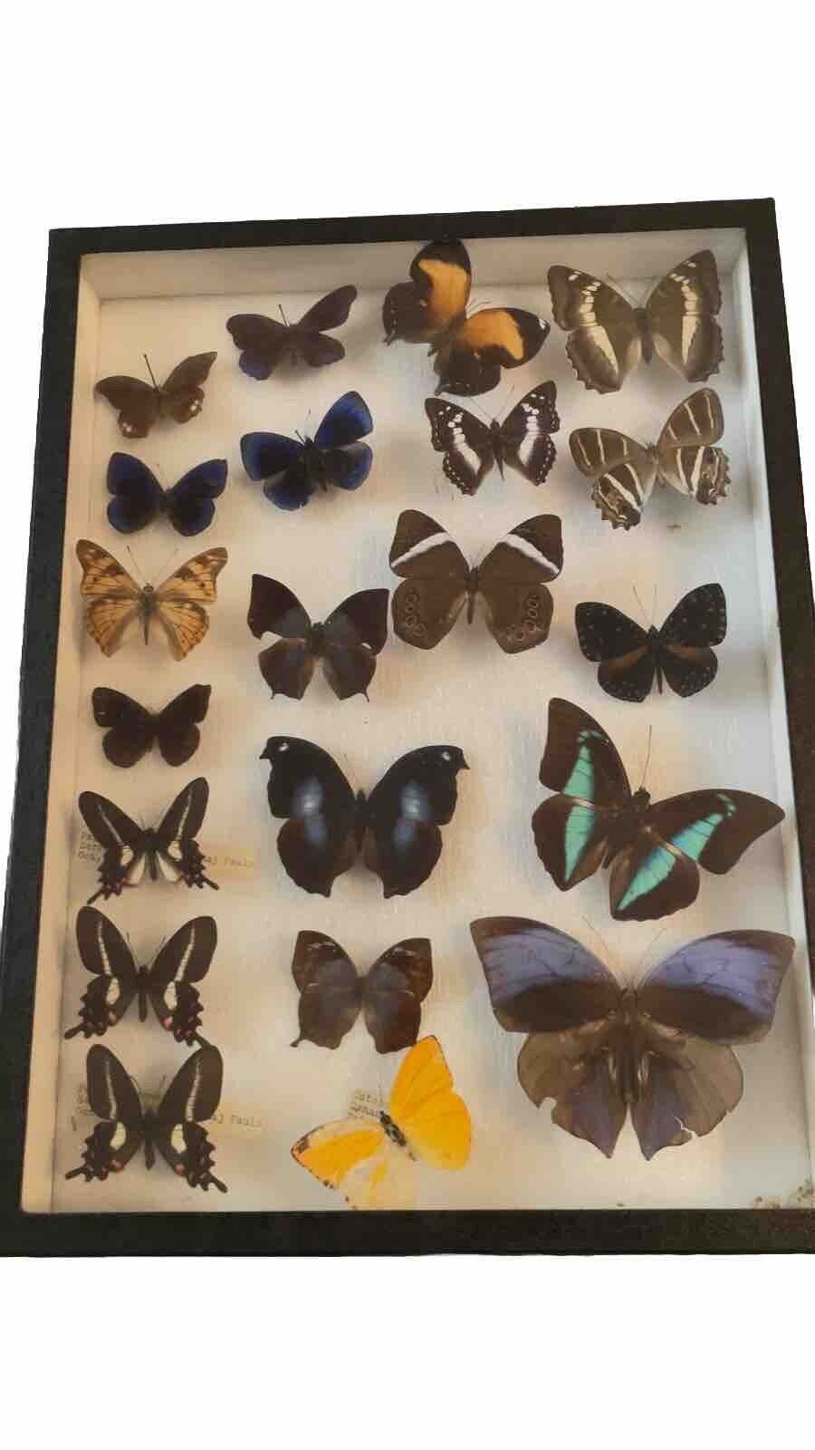 Vintage Taxidermy Butterflys Pinned In Display Case